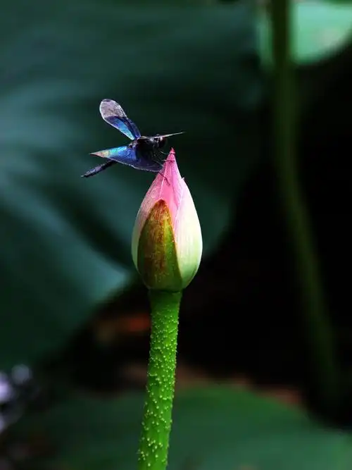 蜻蜓戏荷花