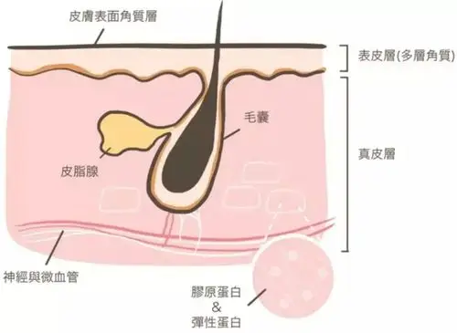 脱发的根源在于毛囊,那关于毛囊,你了解多少?
