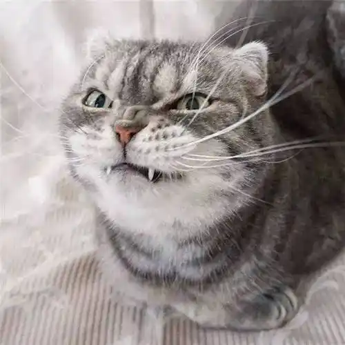 即便给它穿戴上再萌再粉红的装扮,也是一脸凶神恶煞似的违和~脸上永远