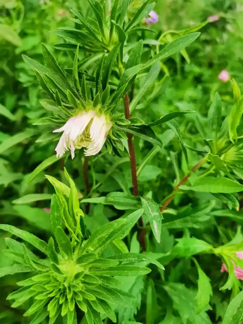 请收下绿色行程卡 138****2222的动态行程卡 一证 - 抖音