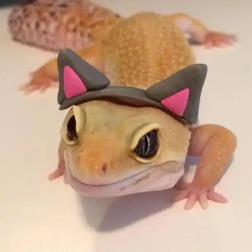 当豹纹守宫遇见艺术系"铲屎官",秒变造型百变的小可爱!