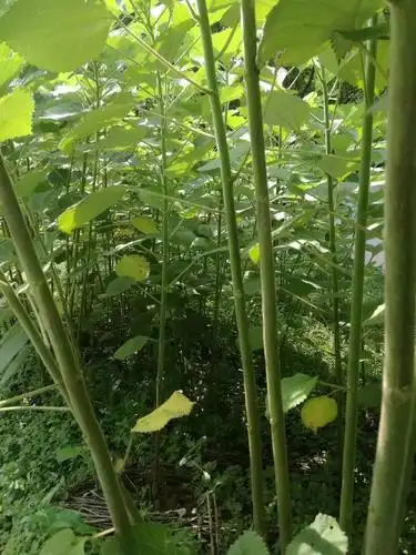苎麻一种神奇的植物