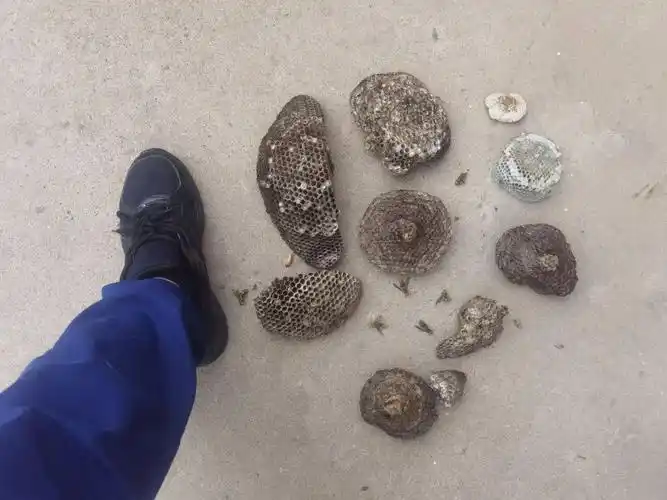 救援前线|马蜂不断扰民 邯郸消防"团灭"十余个马蜂窝_小区