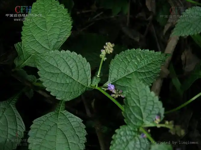 内折香茶菜词条图册_百度百科