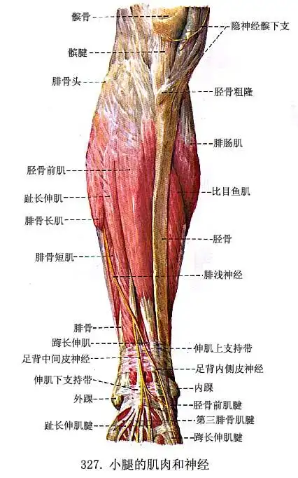 (三)后群浅层:小腿三头肌triceps surae腓肠肌比目鱼肌腘肌深层趾长屈
