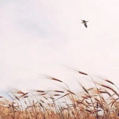 2018清新自然风景头像图片大全