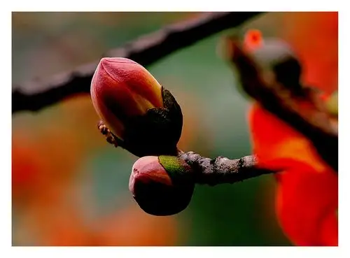 红棉花苞