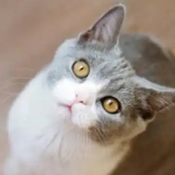 超搞笑文字头像,动物头像图片-回车桌面