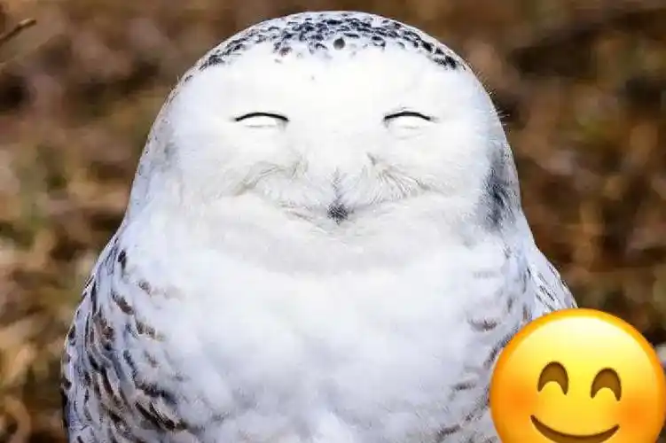 如果没有人能逗你笑,那你自己逗逗自己,让自己开心起来吧