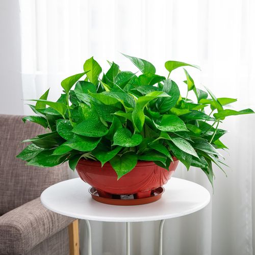 绿箩植物大绿萝