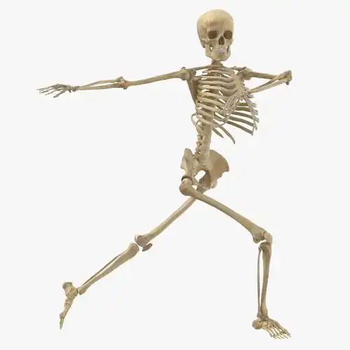 女性骨架3d模型