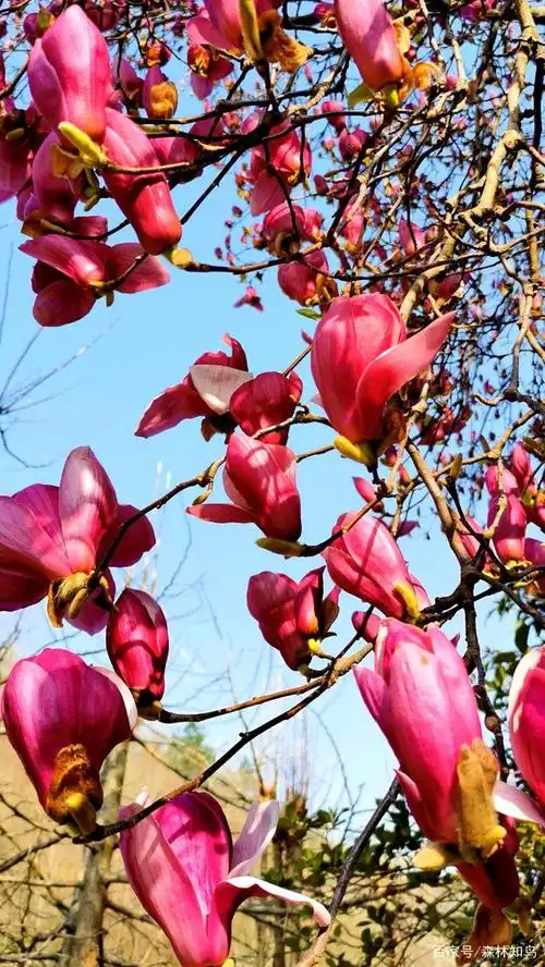一年开白花,一年开红花,这样的玉兰树属于什么品种