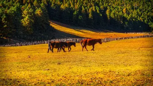 2020-11-07兰坪-富和后山之旅(有摄影师入选作品)