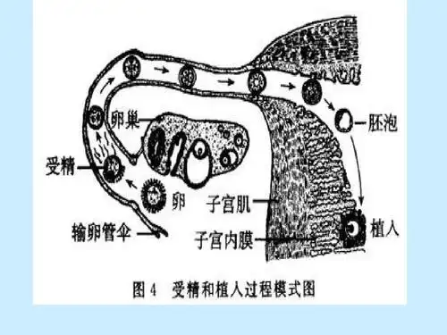人的生殖和发育ppt