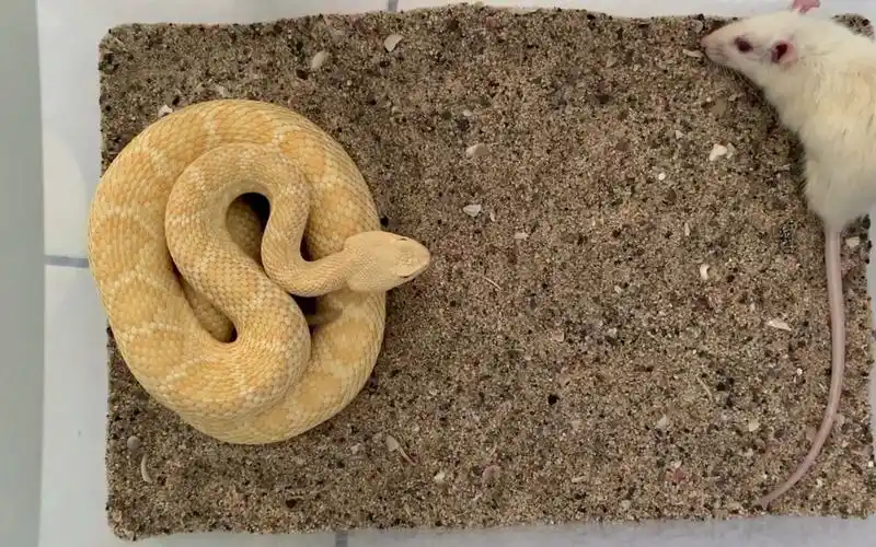 东方响尾蛇进食实拍原来响尾蛇叫声是这样的