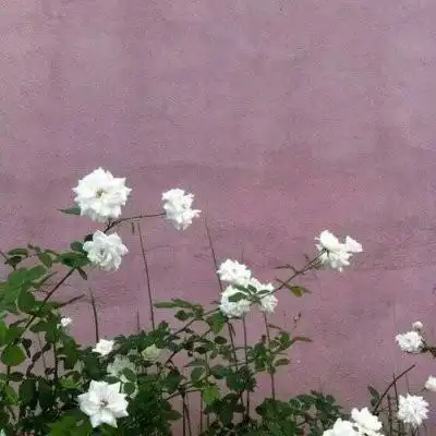 唯美风景微信头像