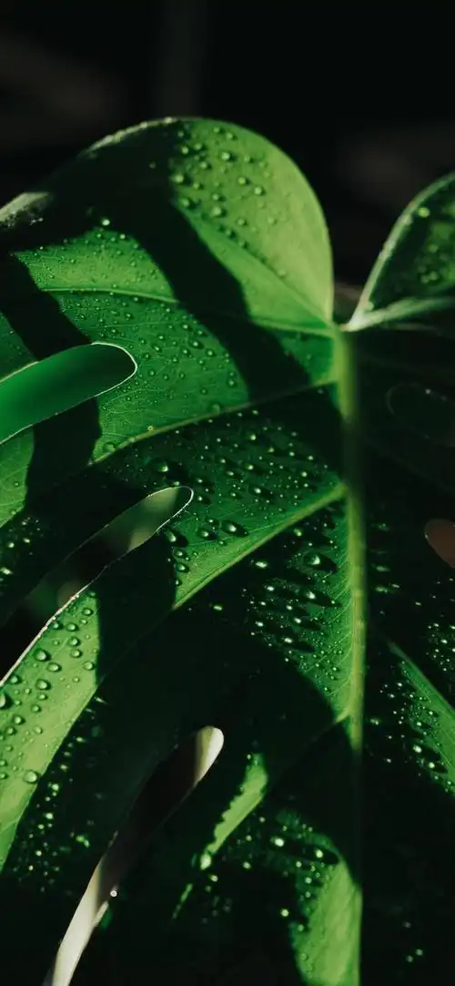 护眼壁纸|放慢脚步,感受生活的慢节奏_网易订阅