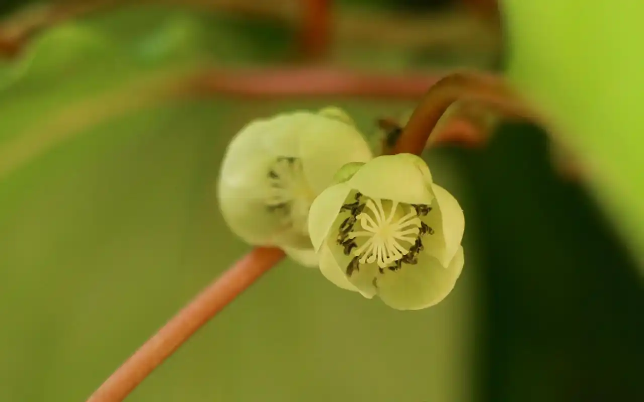 唯美淡雅花卉高清桌面壁纸