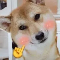 微信很火的狗头像逗比可爱狗狗头像