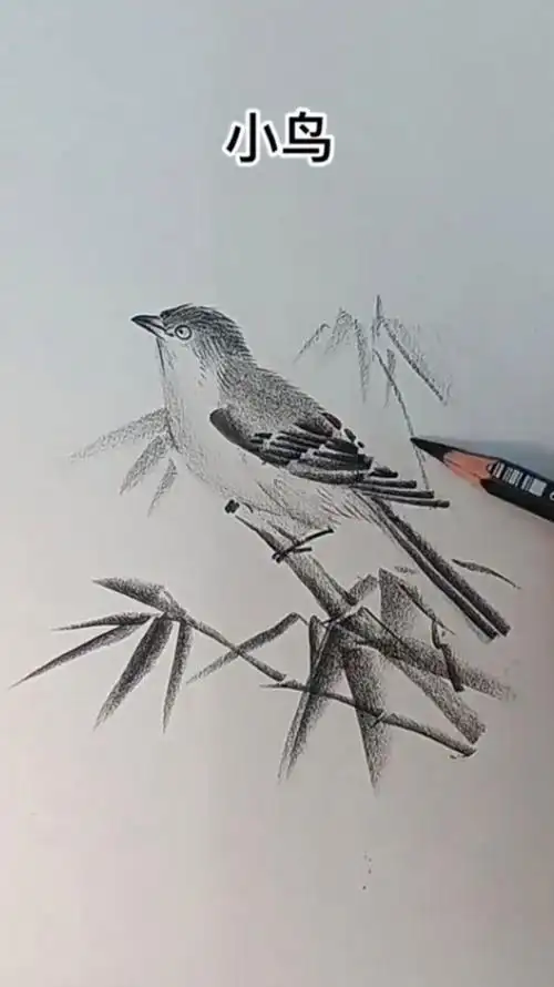 铅笔画小鸟,简单有趣的画法!作者:小树爱画画