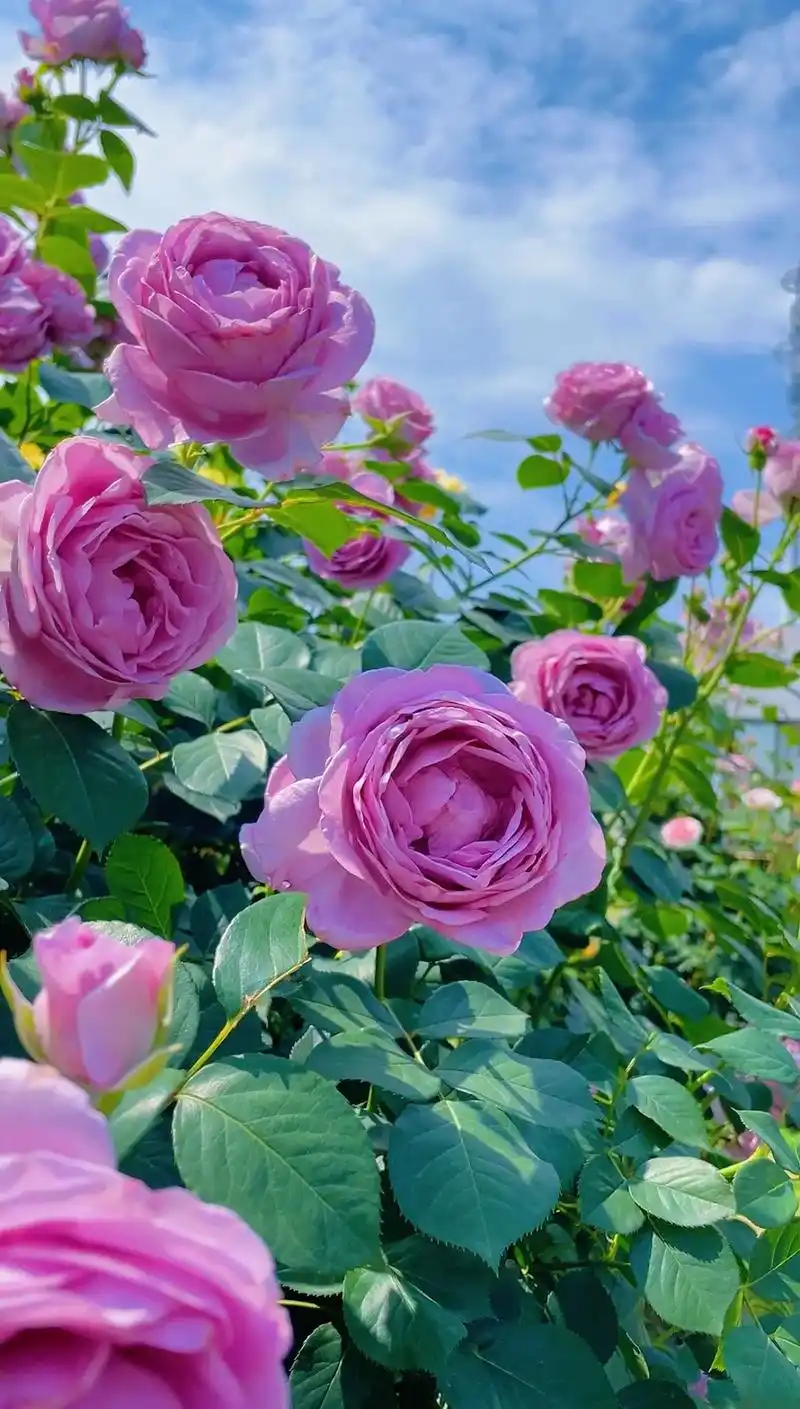 蓝色风暴.给大家安利一款蓝紫色的月季,花开真的好上镜啊! 蓝 - 抖音