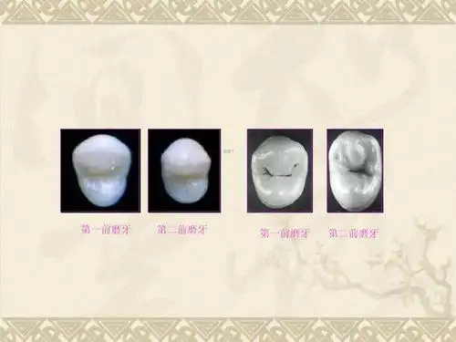 上颌第二前磨牙 第一前磨牙 第二前磨牙 第一前磨牙 第二前磨牙