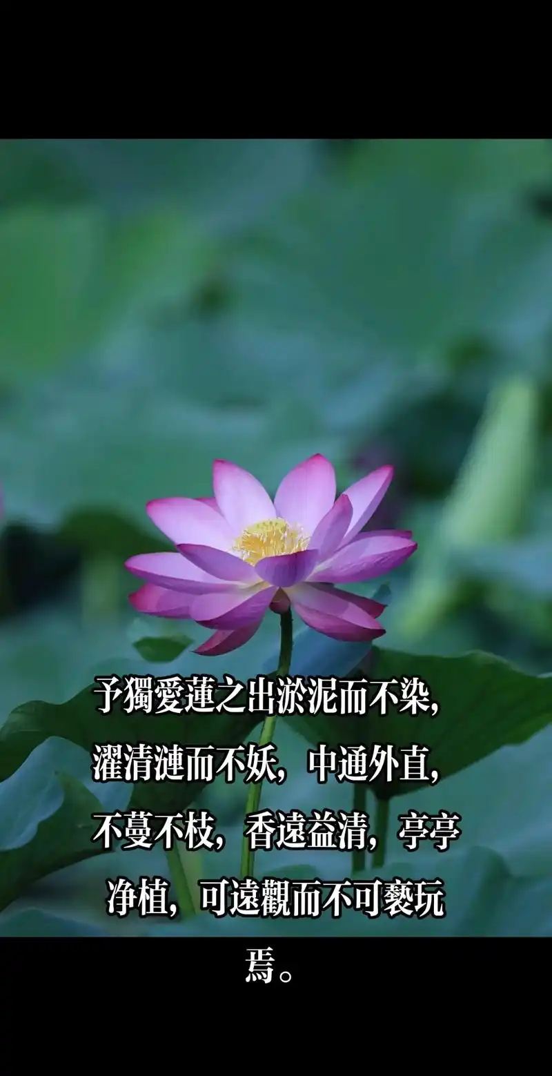 清雅如你 #好运莲莲荷花分享给你 晚安 - 抖音