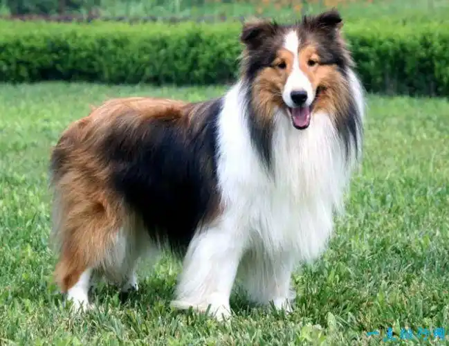 世界上最聪明的狗排行榜前十名 不仅聪明而且容易训练