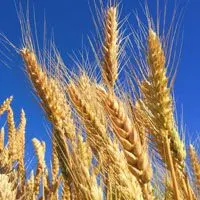 金黄的麦穗图片最喜欢麦浪了好看的头像图片唯美