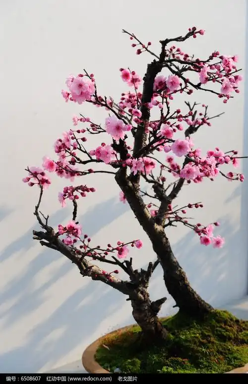 首页 植物大全 干支梅花盆栽图片沁心园红梅梅花红梅盆栽,红梅盆景