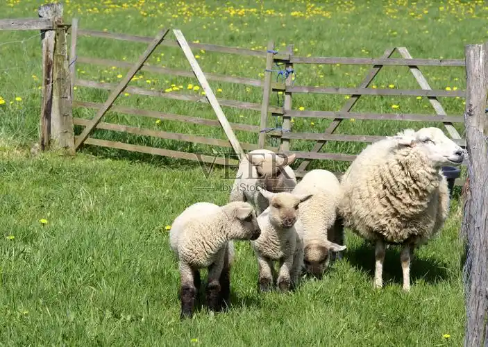 绵羊妈妈和四只小羊羔照片摄影图片
