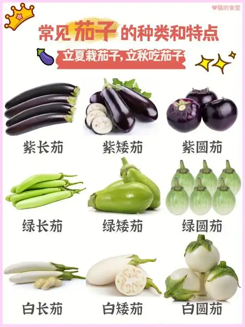 科普茄子的三大种类白茄子你见过吗