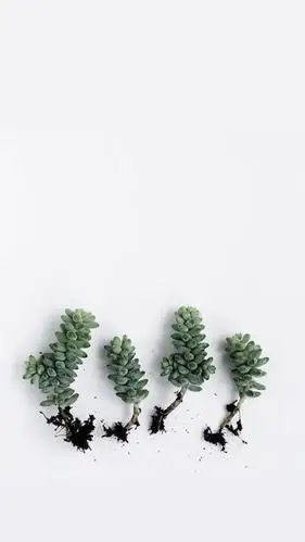 小清新绿色植物护眼锁屏,高清图片,手机锁屏桌面-壁纸族