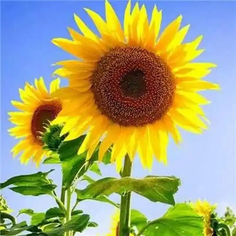 头像 | 2024女人好运的微信头像图片   女人招财好运微信头像&