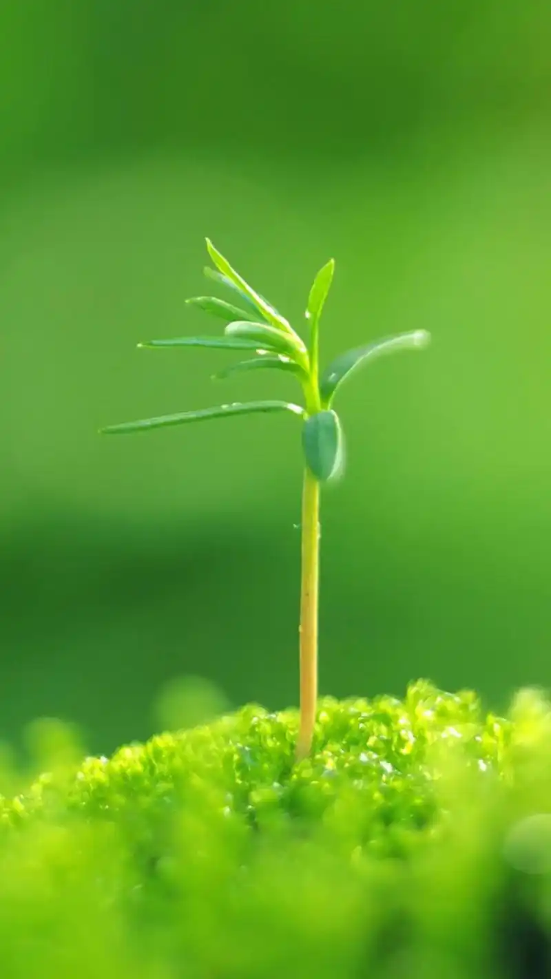 0聊天背景图片大全 也适合做护眼手机壁纸