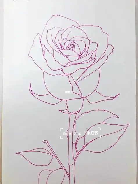 玫瑰花教程画画 玫瑰花教程画画一步一步图解