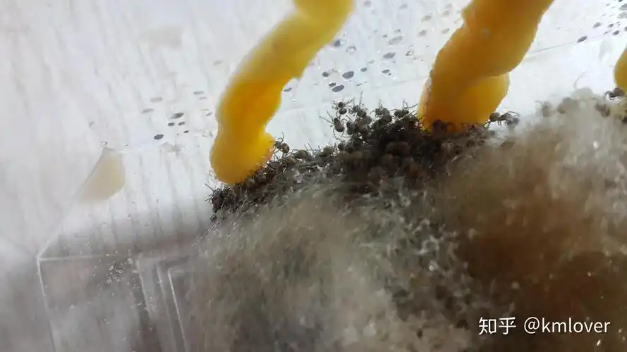 图片正中央可见一只幼蛛在吃果蝇离开卵袋的2龄幼蛛,可见其吸食蘸有