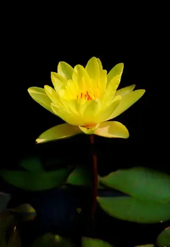 荷韵;流水莲花颂.庆建国71周年!摄于:沈阳长白岛森林公园. - 美篇