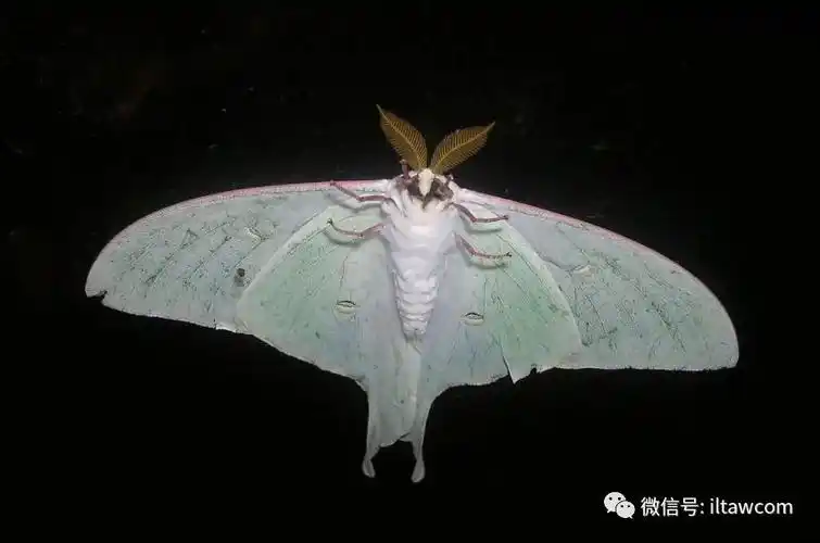 物种图册大水青蛾