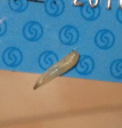 我想知道这是什么虫子,白色,蠕动,不怕水