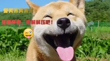 爱笑不笑系列,生活辛苦,来解解压吧!-搞笑-完整版视频在线观看-爱奇艺