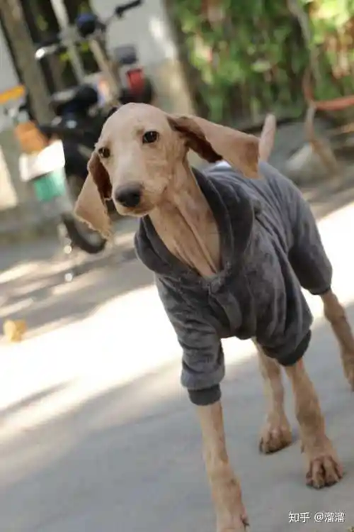 泰迪烂大街了,有什么小知识普通人不知道的吗?