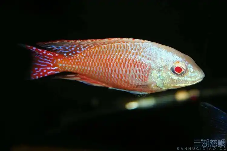 白化红鹰 - 三湖慈鲷疾病 - 龙巅三湖慈鲷
