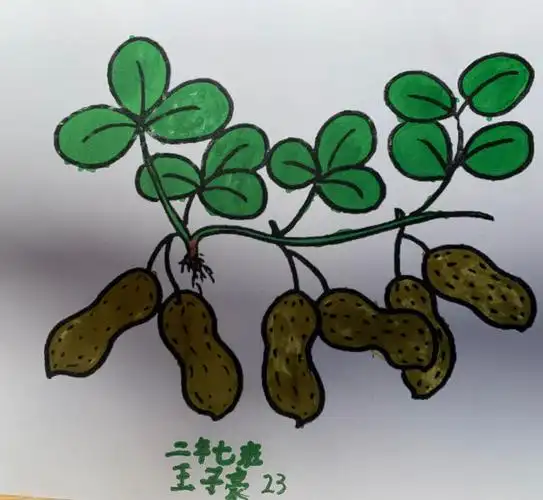 二年级美育课程《我和植物交朋友》第五期——麻屋红帐白宝宝