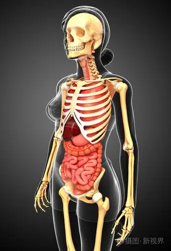 女性的骨骼和消化系统