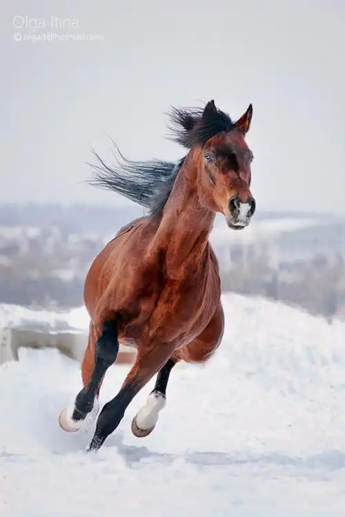 奔腾的马,摄影-回车图片