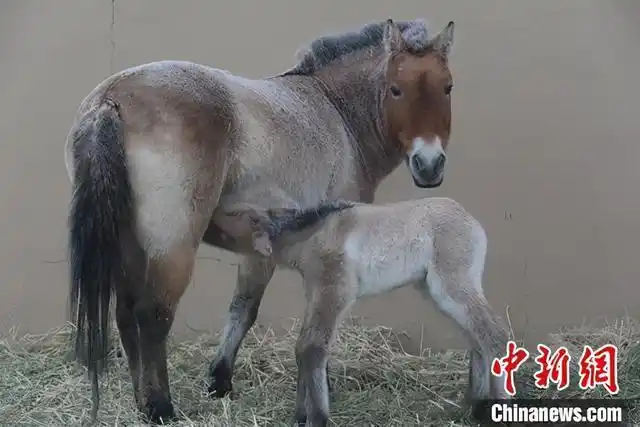 新疆野马繁殖研究中心准噶尔288号母马在寒冬产下了一匹普氏野马,取名