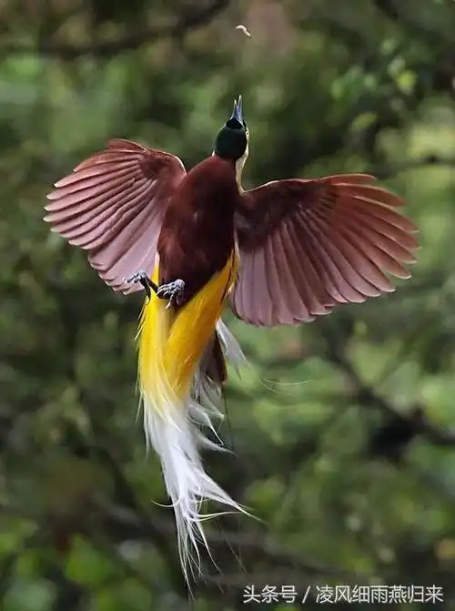世界上最漂亮的鸟天堂鸟太美了光彩夺目