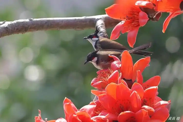 百鸟朝凤 英雄花开