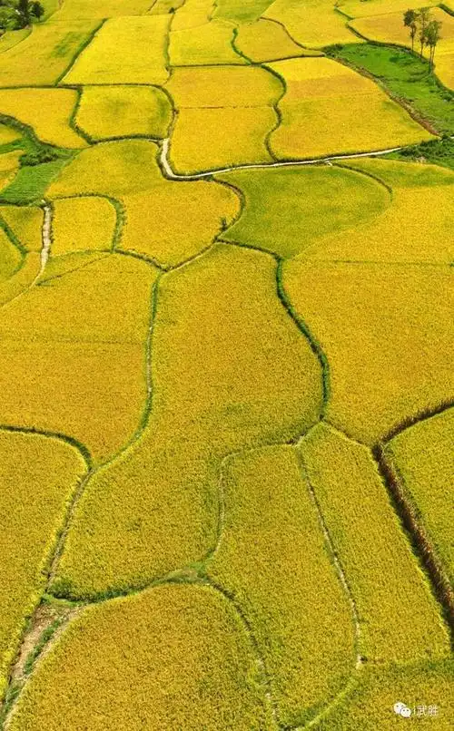 稻田|稻穗|田埂_网易订阅